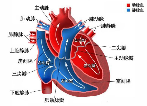 先天性心脏病能活多久？