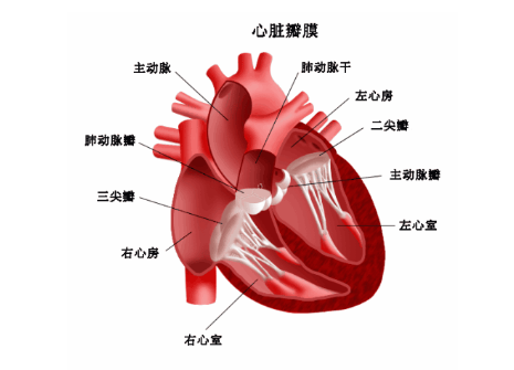 冠状动脉性心脏病如何治