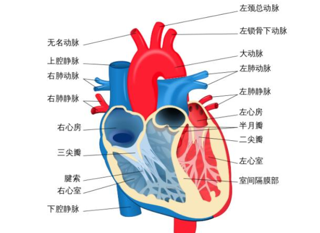 哪些是导致心律失常的因素